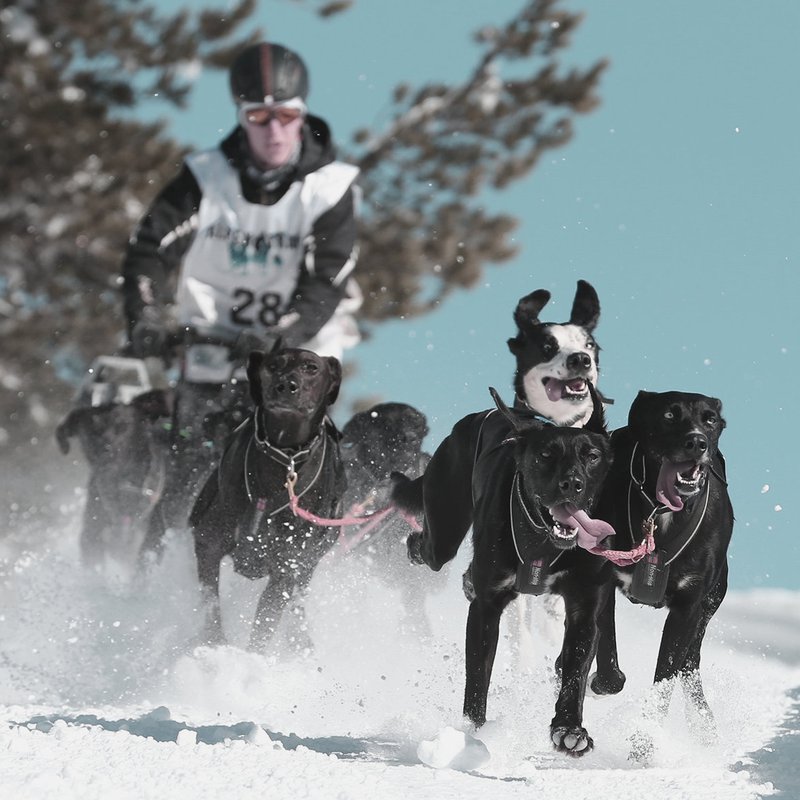 hundeschlitten.jpg